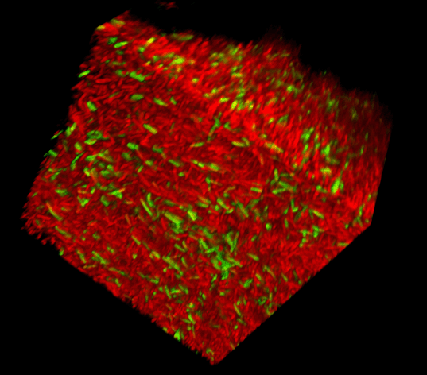 Biofilm cube